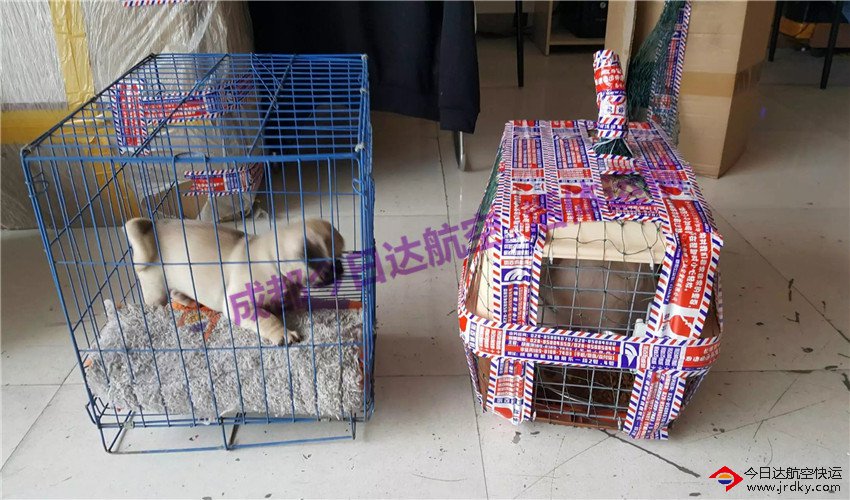 成都中華田園犬航空托運